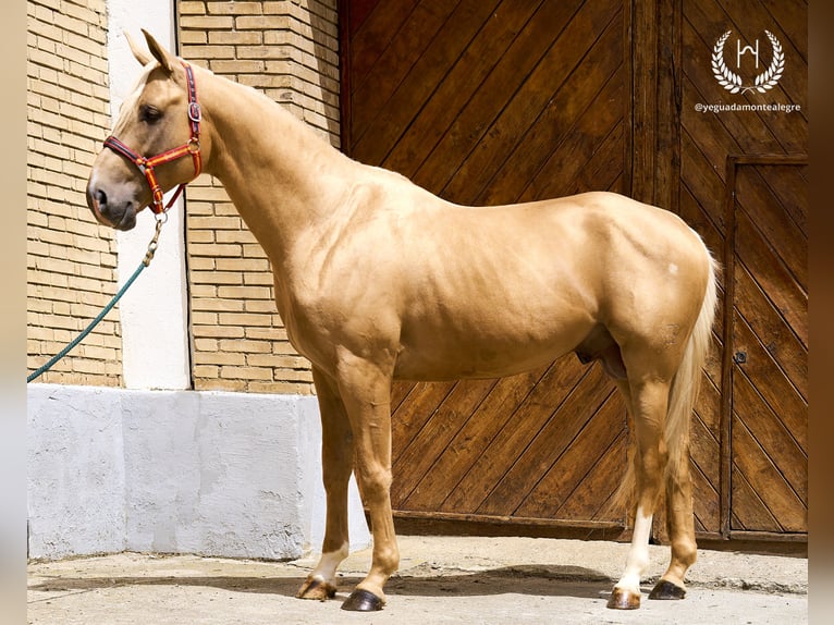 Spanisches Sportpferd Hengst 6 Jahre 163 cm Palomino in Navalperal De Pinares