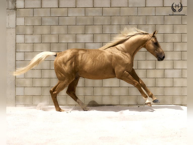 Spanisches Sportpferd Hengst 6 Jahre 163 cm Palomino in Navalperal De Pinares