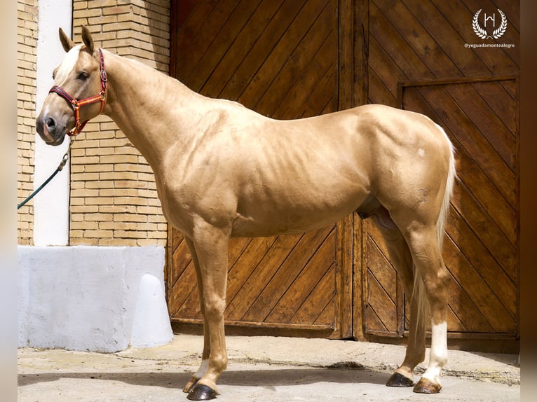 Spanisches Sportpferd Hengst 6 Jahre 163 cm Palomino in Navalperal De Pinares