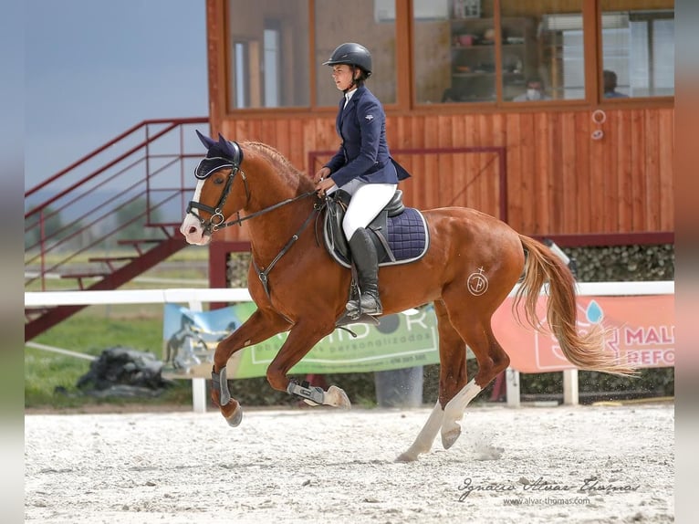 Spanisches Sportpferd Hengst 6 Jahre 168 cm Rotfuchs in Guadarrama