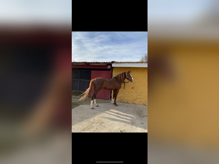 Spanisches Sportpferd Hengst 6 Jahre 168 cm Rotfuchs in Guadarrama