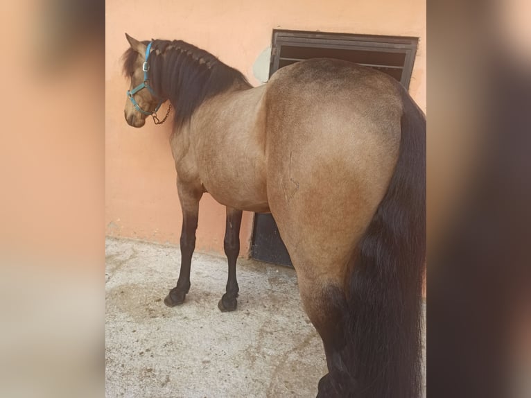 Spanisches Sportpferd Hengst 7 Jahre 164 cm Falbe in Pedralba