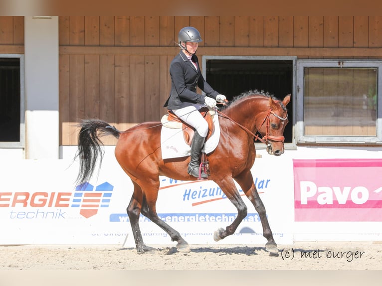 Spanisches Sportpferd Hengst 9 Jahre 155 cm Brauner in S&#xF6;ll