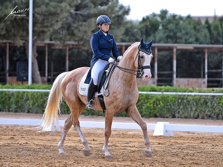 Spanisches Sportpferd Mix Hengst 9 Jahre 167 cm Palomino in Valencia