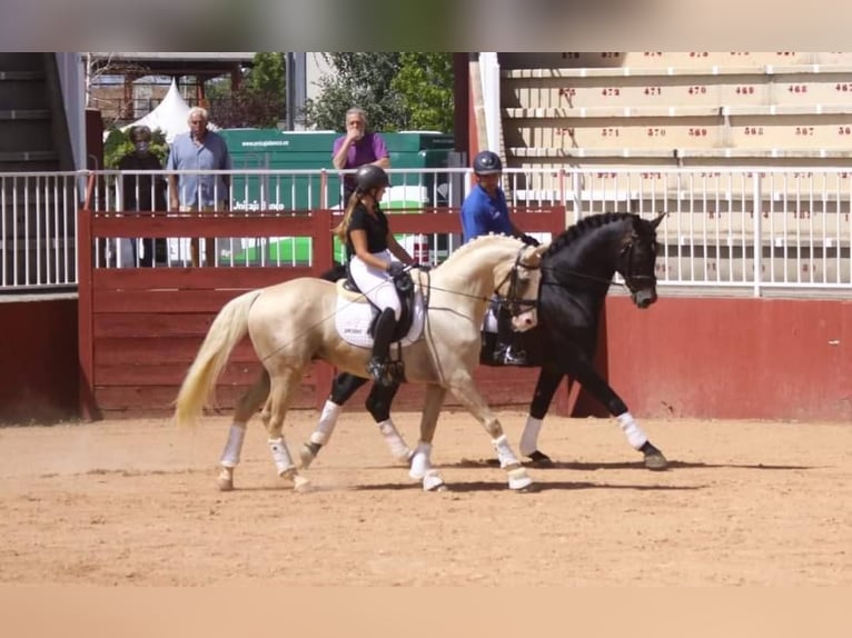 Spanisches Sportpferd Mix Hengst 9 Jahre 167 cm Palomino in Valencia
