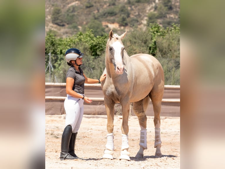 Spanisches Sportpferd Hengst 9 Jahre 167 cm Palomino in Conde Cortichelles, Del (Masia)