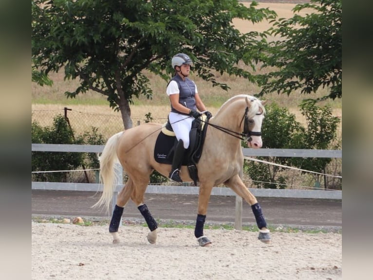 Spanisches Sportpferd Hengst 9 Jahre 167 cm Palomino in Conde Cortichelles, Del (Masia)