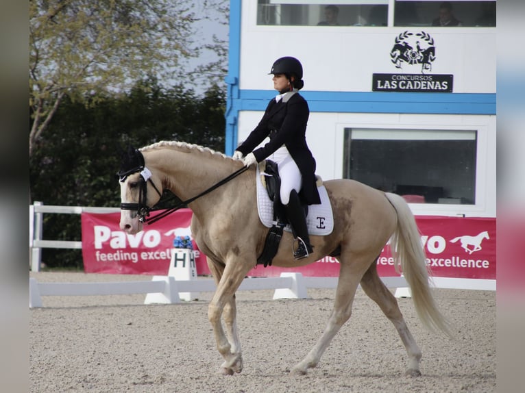 Spanisches Sportpferd Hengst 9 Jahre 167 cm Palomino in Conde Cortichelles, Del (Masia)