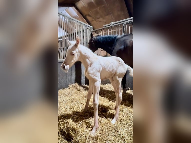 Spanisches Sportpferd Hengst Cremello in Barneveld