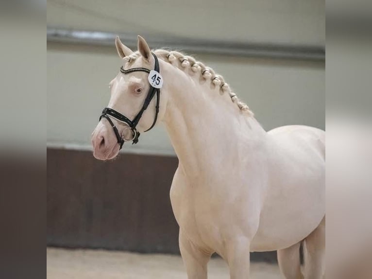 Spanisches Sportpferd Hengst Cremello in Barneveld