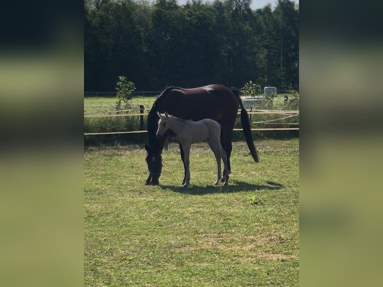 Spanisches Sportpferd Hengst Cremello in Barneveld