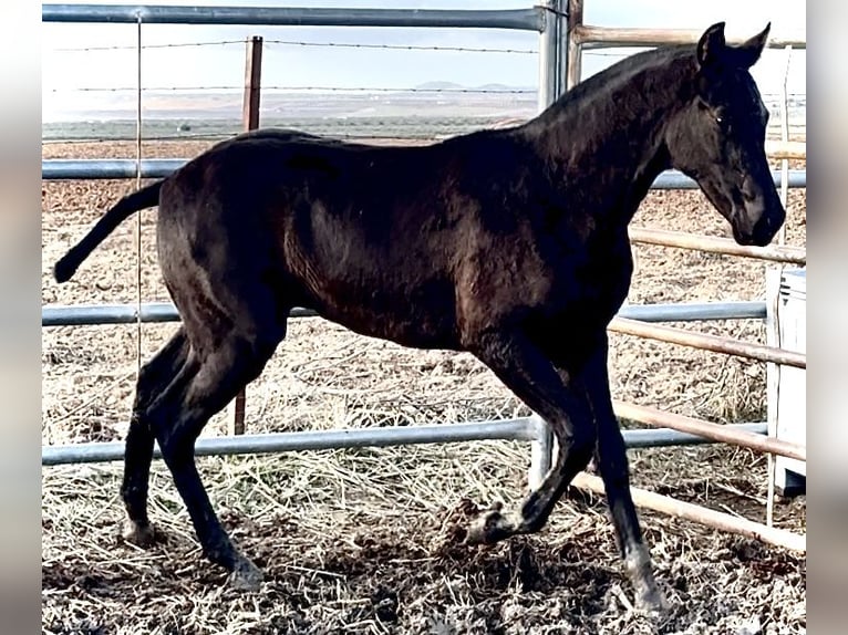 Spanisches Sportpferd Hengst Fohlen (04/2025) 165 cm Rappe in Bienvenida