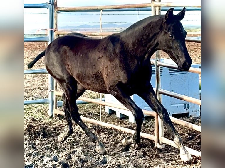 Spanisches Sportpferd Hengst Fohlen (04/2025) 165 cm Rappe in Bienvenida
