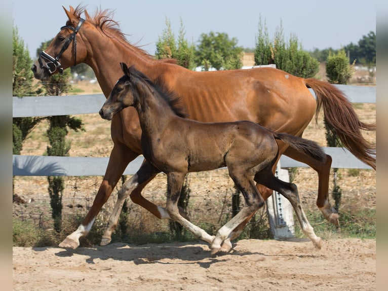 Spanisches Sportpferd Hengst Fohlen (01/2025) Brauner in Jerez De La Frontera