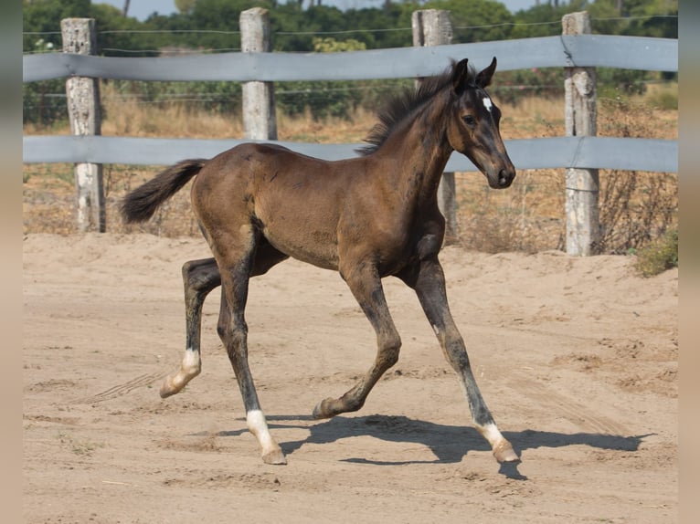 Spanisches Sportpferd Hengst Fohlen (01/2025) Brauner in Jerez De La Frontera