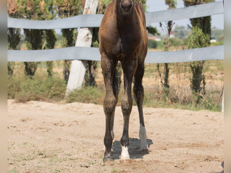 Spanisches Sportpferd Hengst Fohlen (01/2025) Brauner in Jerez De La Frontera