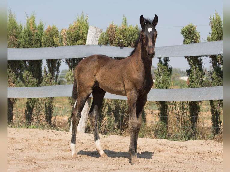 Spanisches Sportpferd Hengst Fohlen (01/2025) Brauner in Jerez De La Frontera