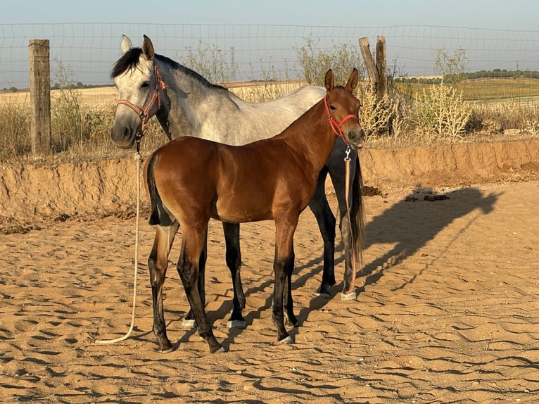 Spanisches Sportpferd Hengst Fohlen (05/2026) Brauner in Ventosa De La Cuesta