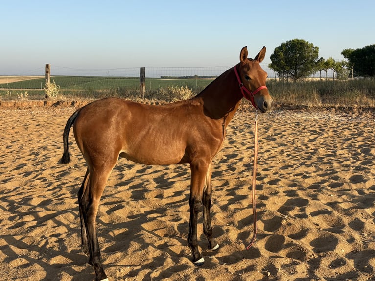 Spanisches Sportpferd Hengst Fohlen (05/2026) Brauner in Ventosa De La Cuesta