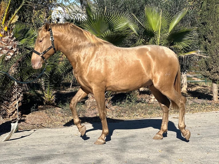 Spanisches Sportpferd Hengst Fohlen (01/2024) in Alicante