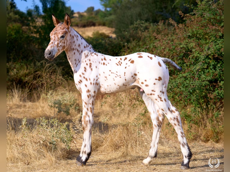 Spanisches Sportpferd Hengst Fohlen (07/2026) Tigerschecke in Navalperal De Pinares