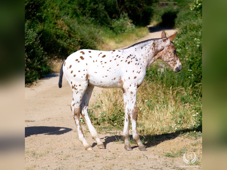 Spanisches Sportpferd Hengst Fohlen (05/2026) Tigerschecke in Navalperal De Pinares