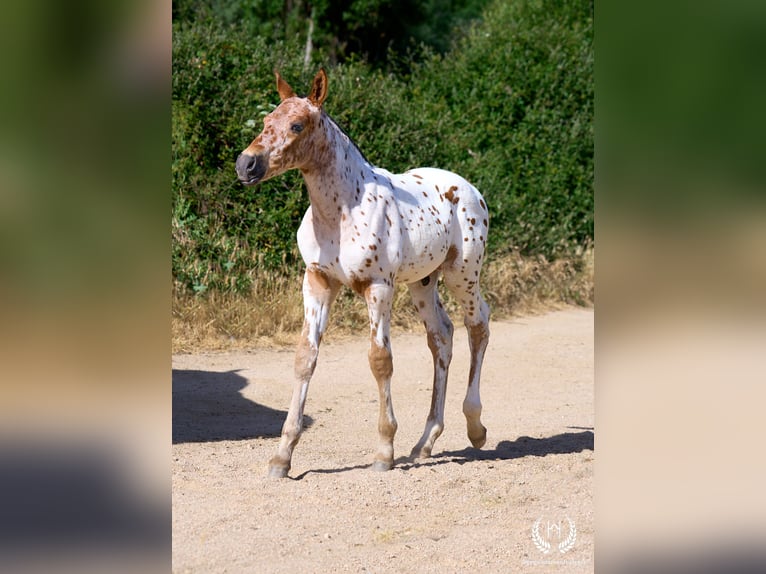 Spanisches Sportpferd Hengst Fohlen (05/2026) Tigerschecke in Navalperal De Pinares