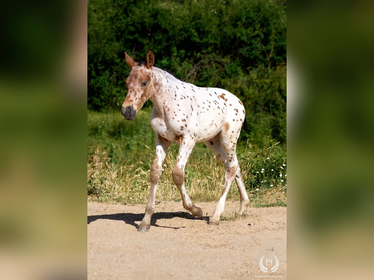 Spanisches Sportpferd Hengst Fohlen (05/2026) Tigerschecke in Navalperal De Pinares