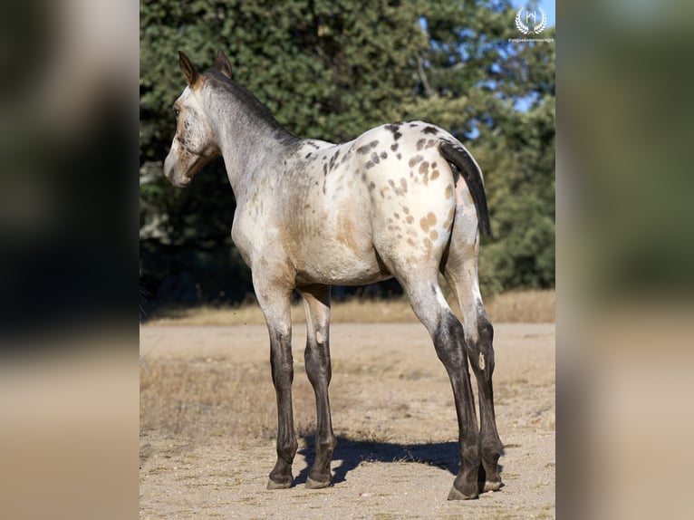 Spanisches Sportpferd Hengst Fohlen (03/2024) Tigerschecke in Navalperal De Pinares