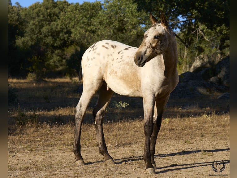 Spanisches Sportpferd Hengst Fohlen (03/2024) Tigerschecke in Navalperal De Pinares