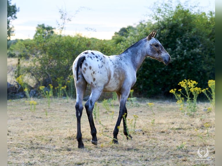 Spanisches Sportpferd Hengst Fohlen (03/2024) Tigerschecke in Navalperal De Pinares