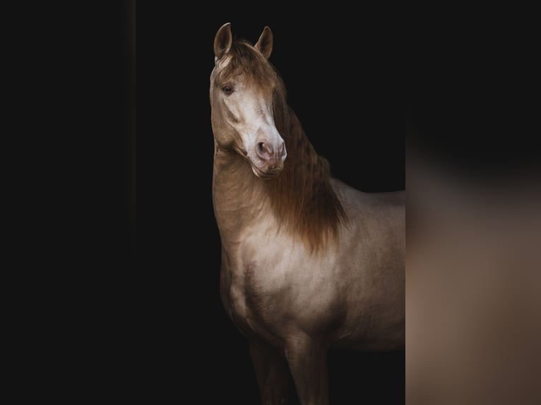 Spanisches Sportpferd Hengst Perlino in Aartrijke