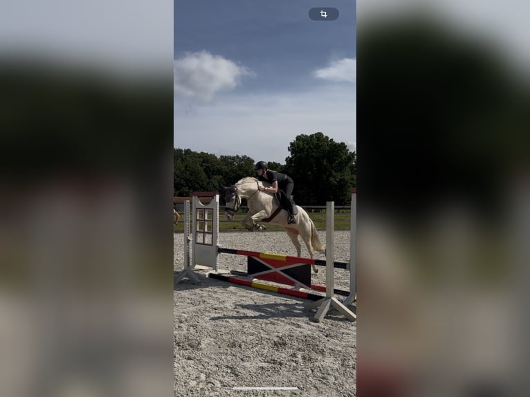 Spanisches Sportpferd Stute 10 Jahre 148 cm Cremello in B&#xF6;sel