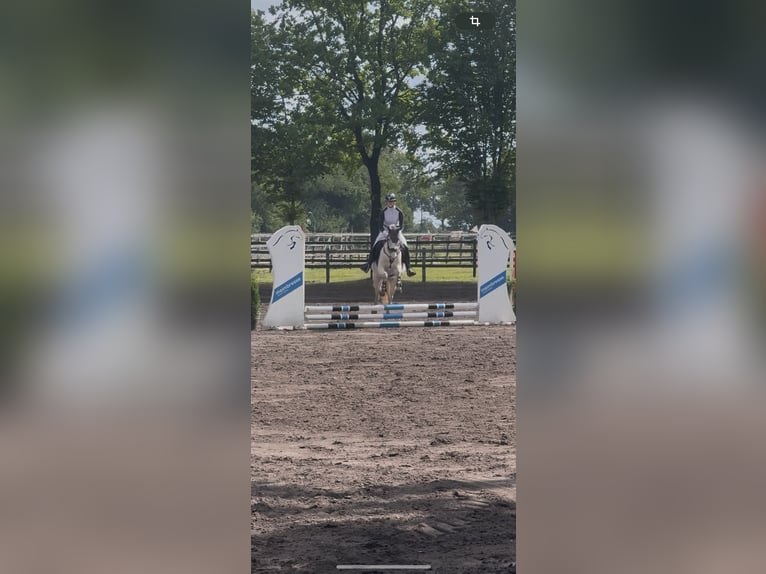 Spanisches Sportpferd Stute 10 Jahre 148 cm Cremello in B&#xF6;sel