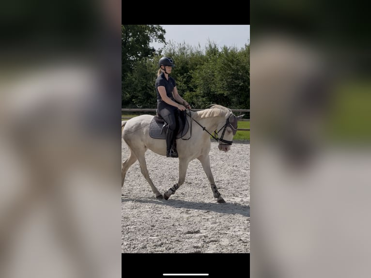 Spanisches Sportpferd Stute 10 Jahre 148 cm Cremello in B&#xF6;sel