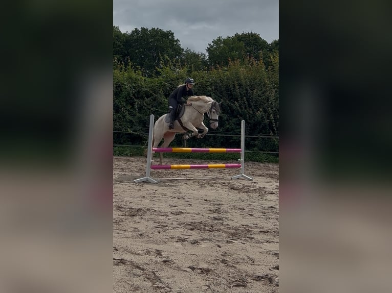 Spanisches Sportpferd Stute 10 Jahre 148 cm Cremello in B&#xF6;sel