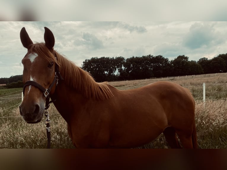 Spanisches Sportpferd Mix Stute 10 Jahre 155 cm Fuchs in Ottersberg