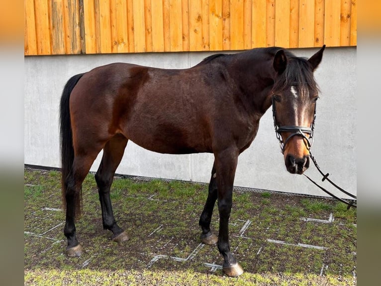 Spanisches Sportpferd Stute 10 Jahre 160 cm Brauner in Igersheim