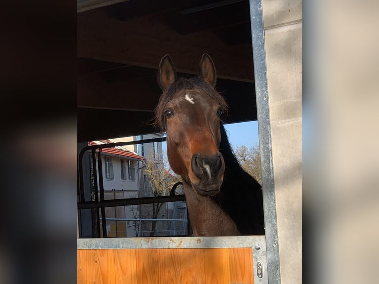 Spanisches Sportpferd Stute 10 Jahre 160 cm Brauner in Igersheim