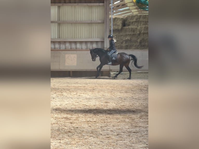 Spanisches Sportpferd Stute 10 Jahre 162 cm Brauner in Igersheim
