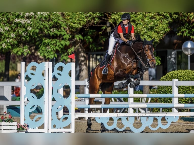 Spanisches Sportpferd Stute 10 Jahre Dunkelbrauner in San Sebastián de los reyes