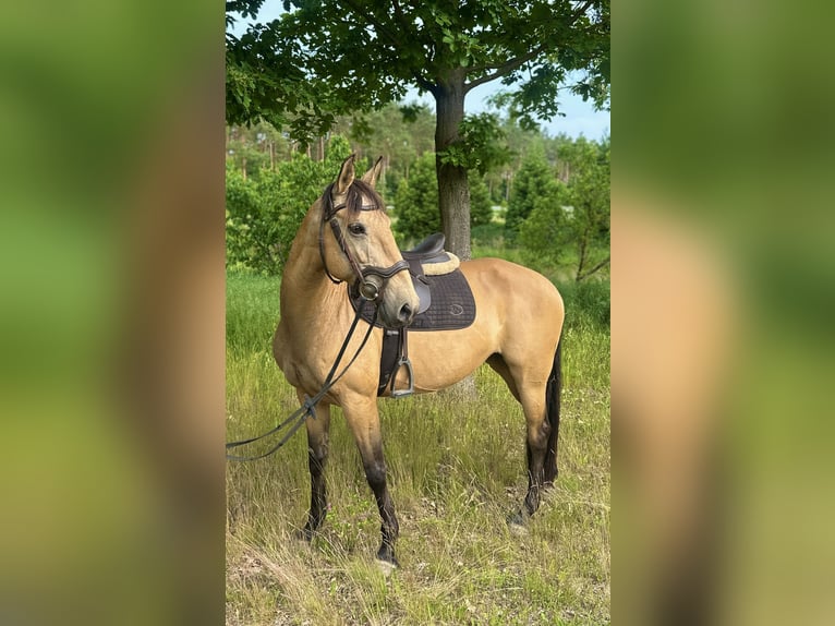 Spanisches Sportpferd Stute 11 Jahre 158 cm Buckskin in Berlin