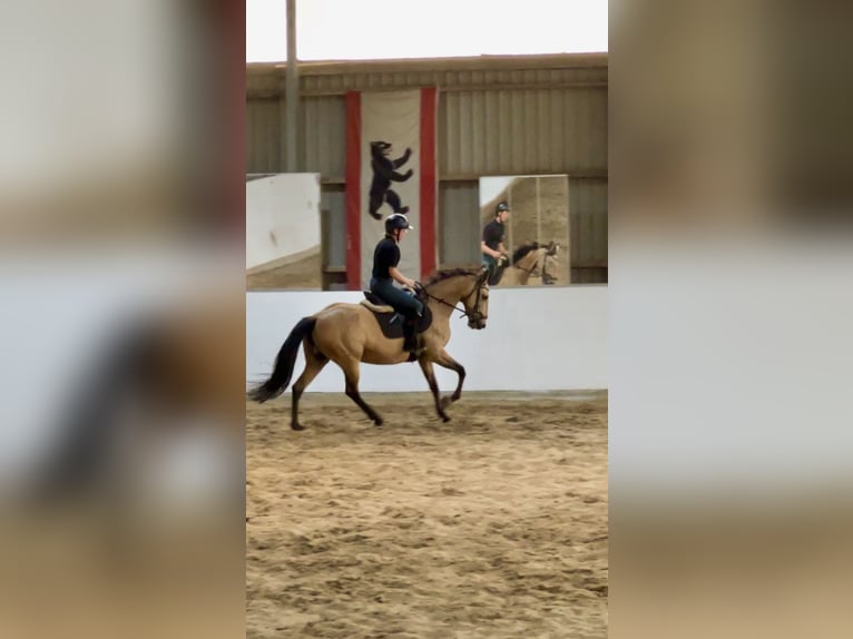 Spanisches Sportpferd Stute 11 Jahre 158 cm Buckskin in Berlin