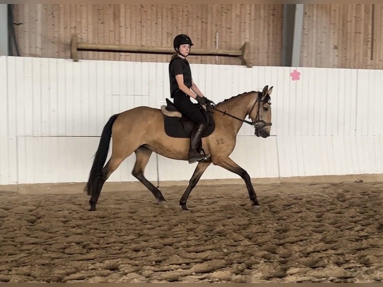 Spanisches Sportpferd Stute 11 Jahre 158 cm Buckskin in Berlin