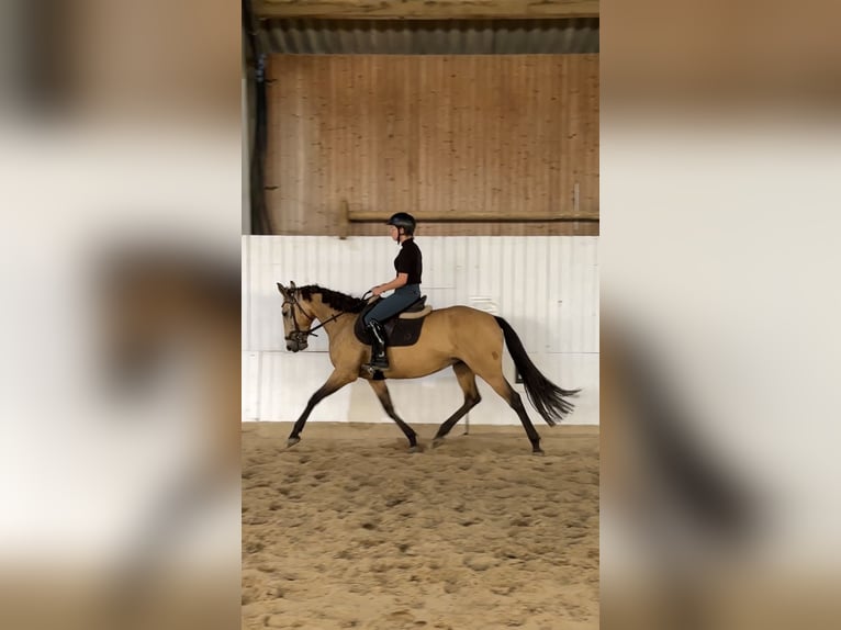 Spanisches Sportpferd Stute 11 Jahre 158 cm Buckskin in Berlin