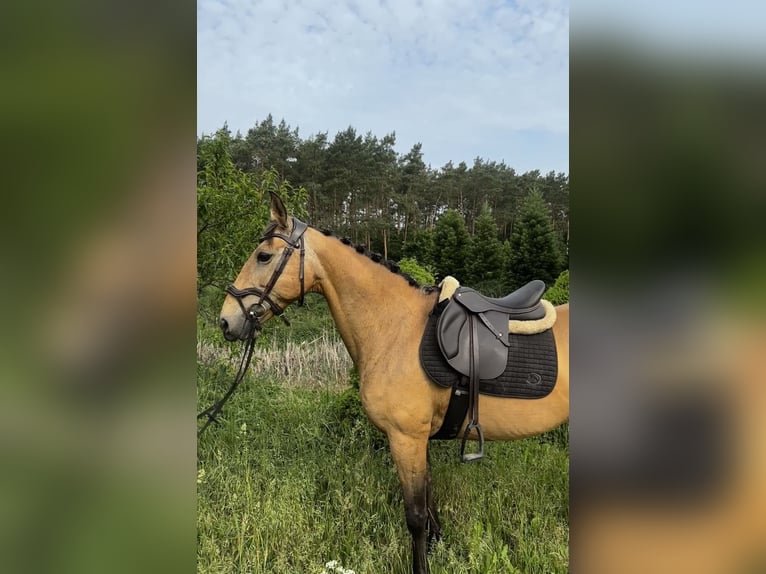 Spanisches Sportpferd Stute 11 Jahre 158 cm Buckskin in Berlin