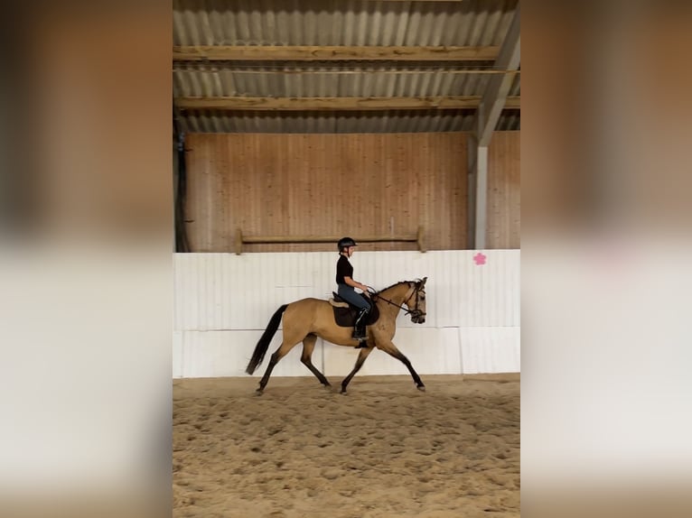 Spanisches Sportpferd Stute 11 Jahre 158 cm Buckskin in Berlin