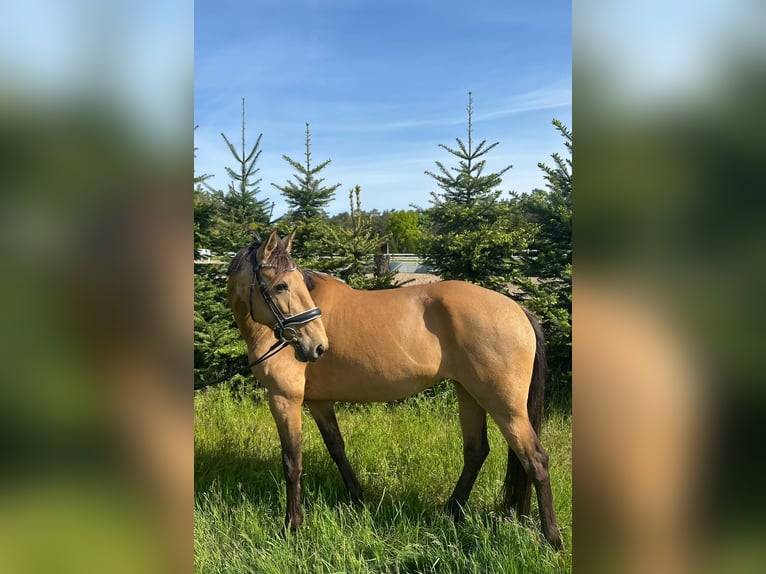 Spanisches Sportpferd Stute 11 Jahre 158 cm Buckskin in Berlin