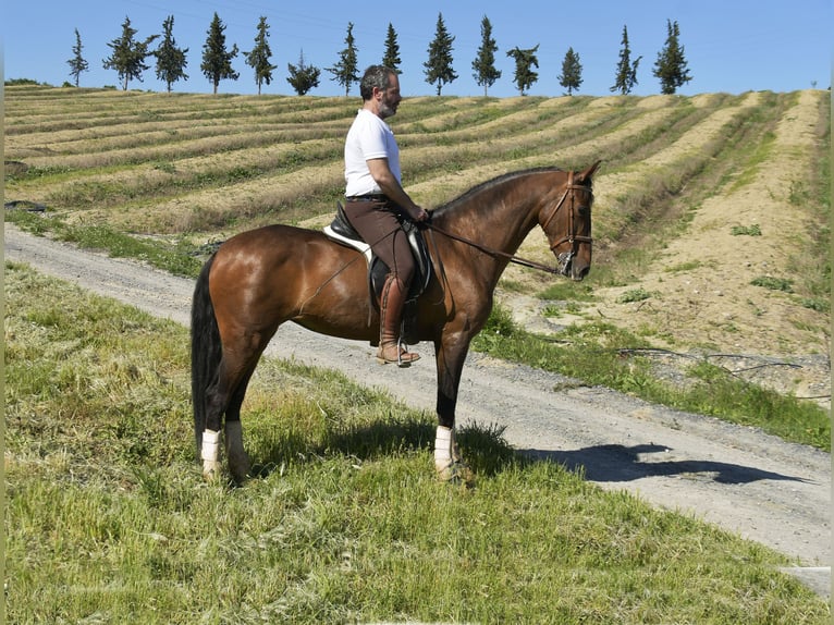 Spanisches Sportpferd Mix Stute 11 Jahre 161 cm Brauner in Galaroza (Huelva)