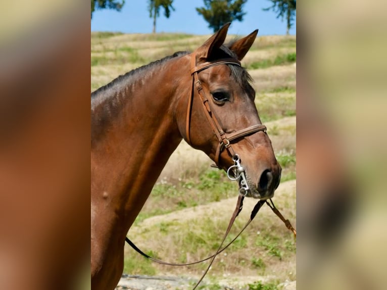 Spanisches Sportpferd Stute 11 Jahre 161 cm Brauner in Adelschlag